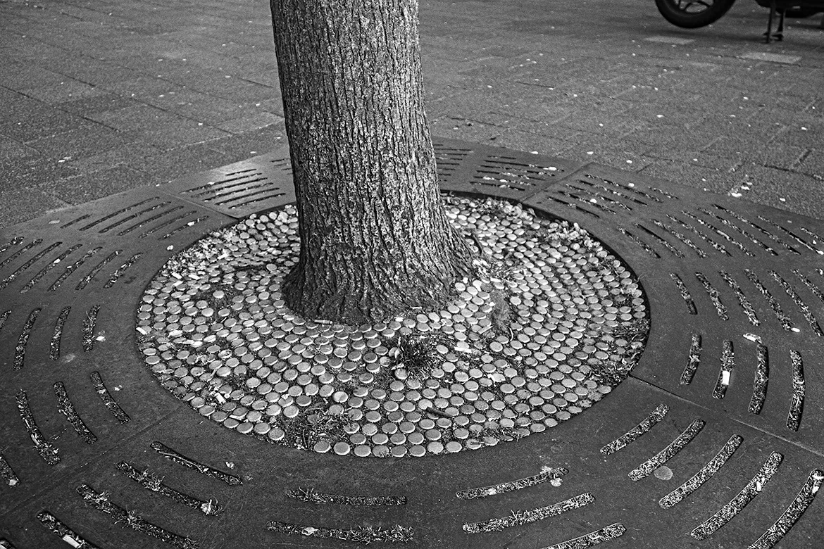 Tree, not growing freely
